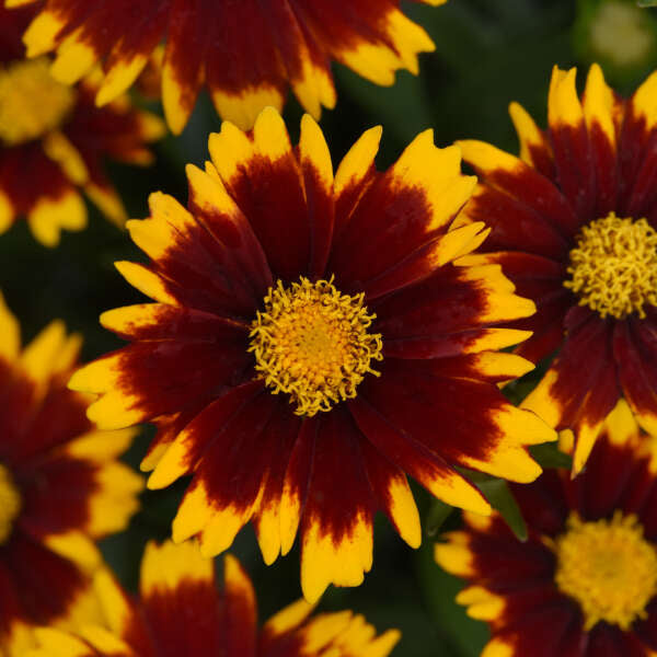 Coreopsis UpTick™ Red PP# 33866