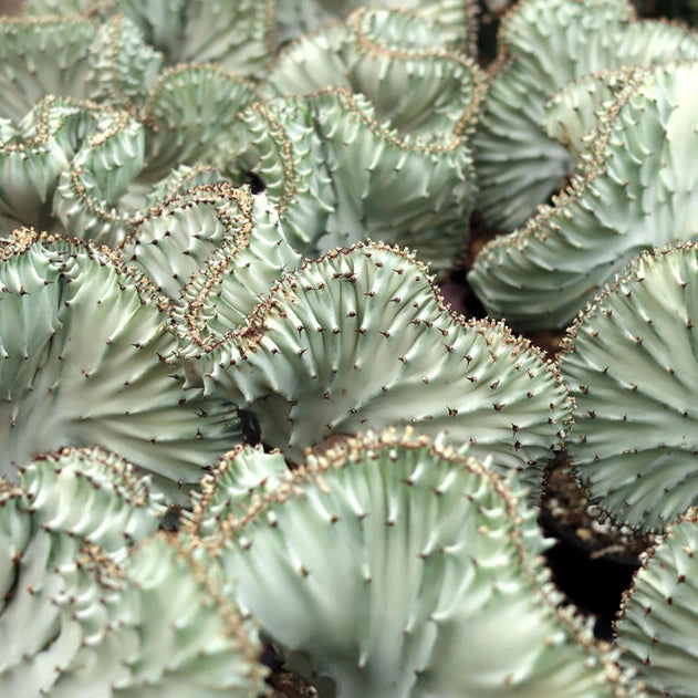 Crested Euphorbia