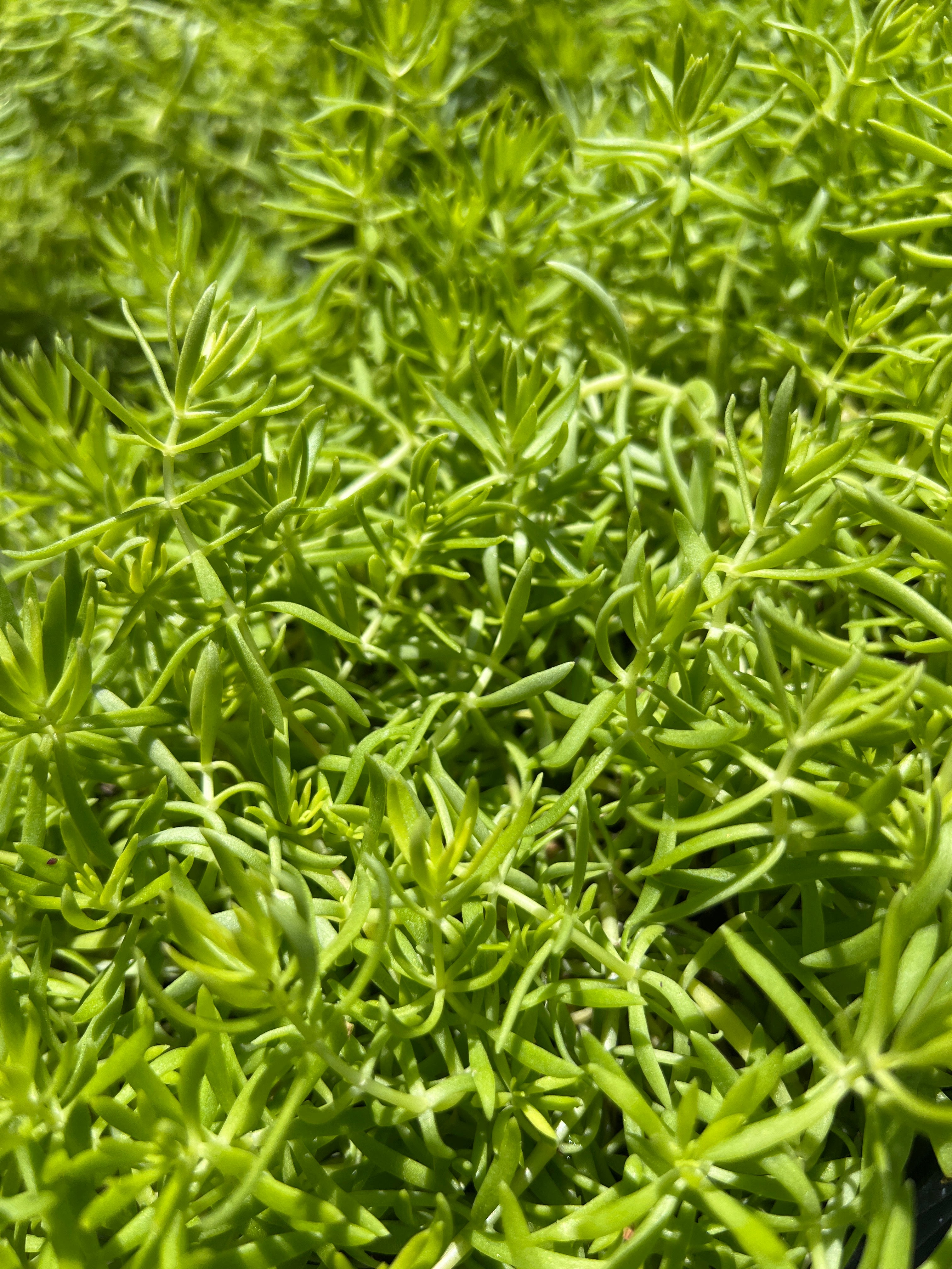 lemon ball succulent Lemon Ball Sedum