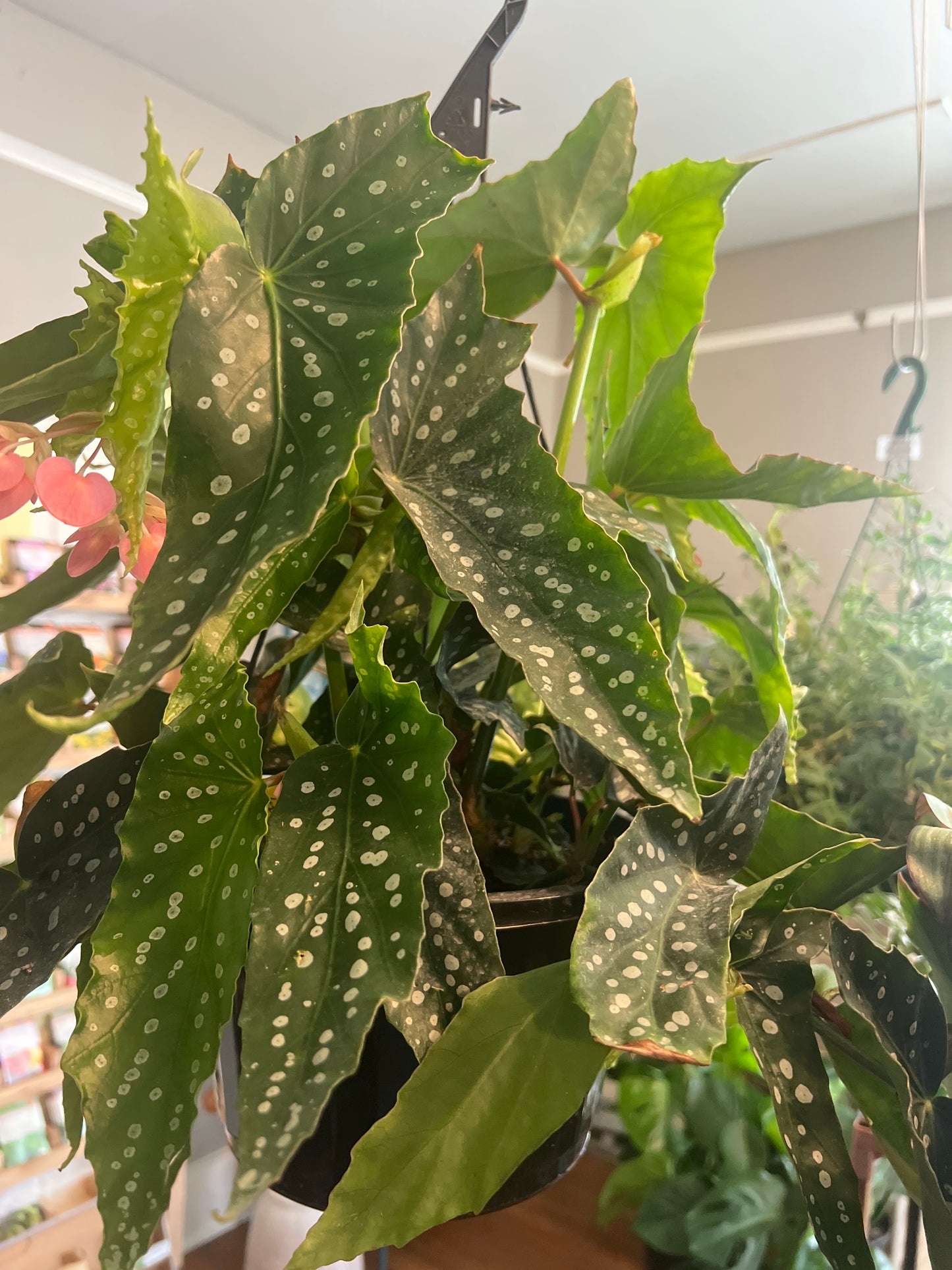 Begonia My Special Angel