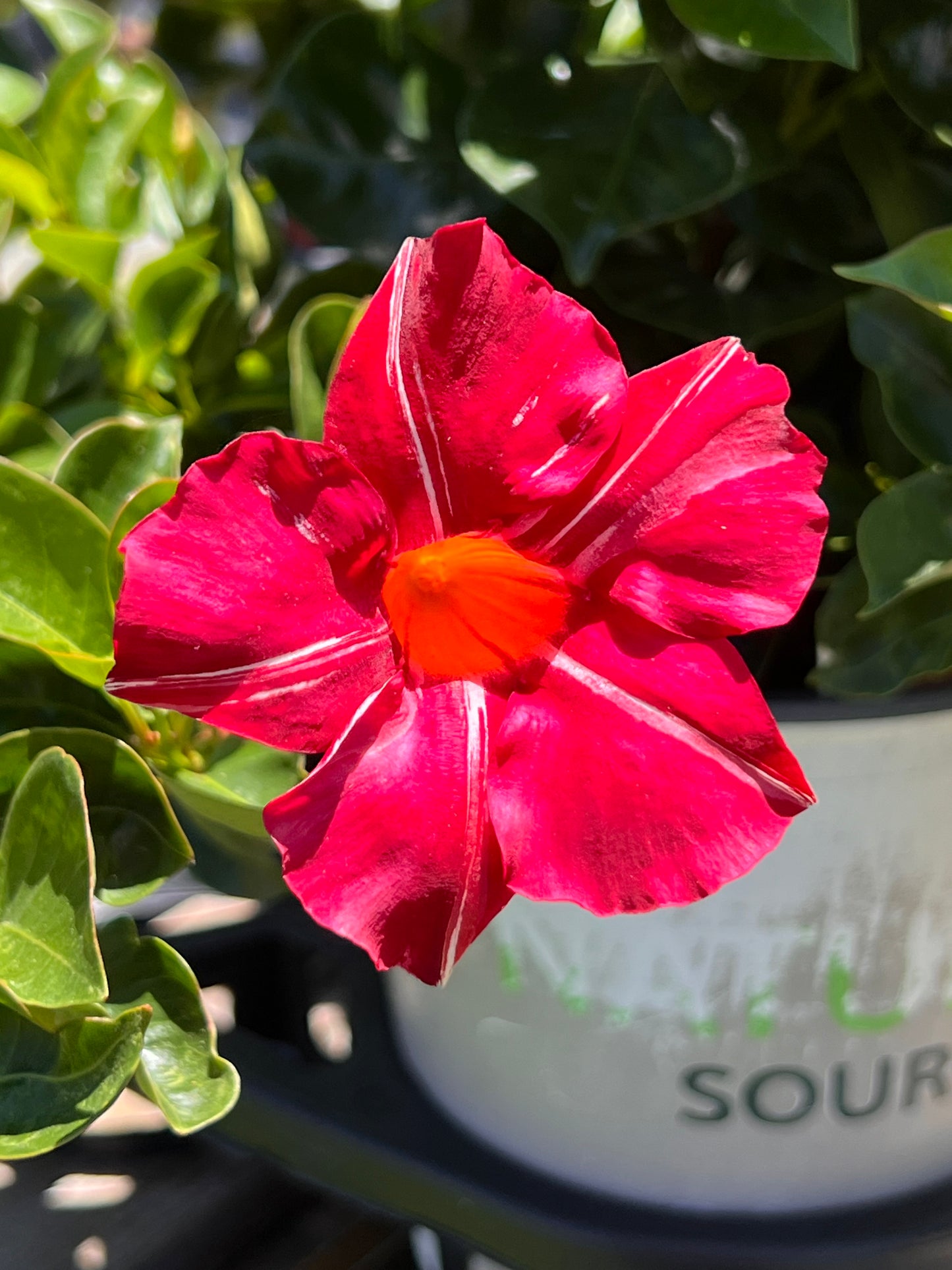 Mandevilla, Sun Parasol "Stars and Stripes"