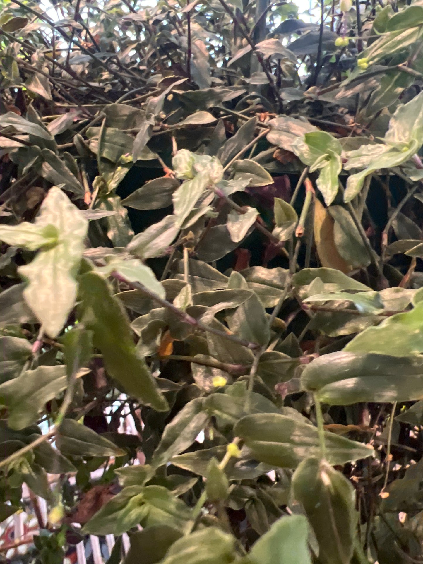 Gibasis geniculata 'Bridal Veil'