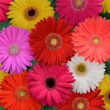 Gerbera Daisy Mega Revolution Mix