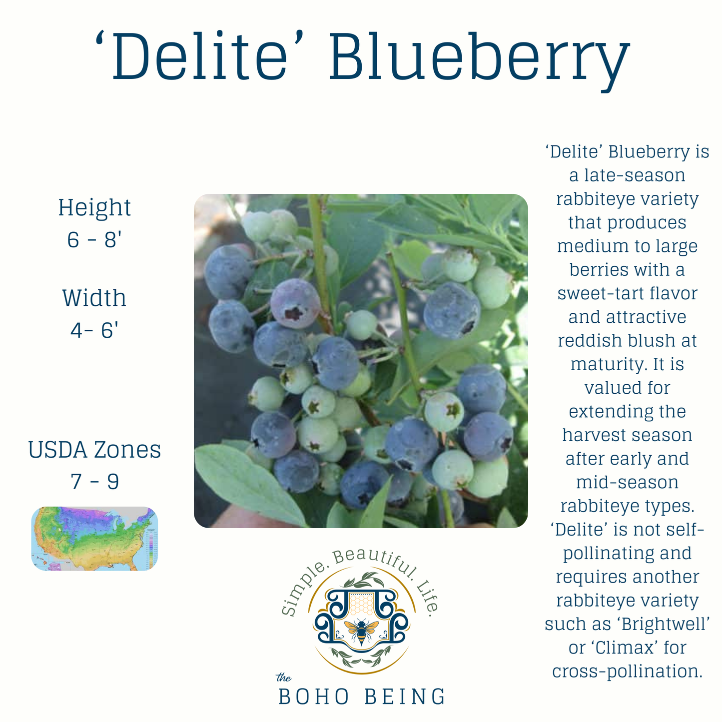 Berries - 2-3 Gallon Containers