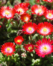 Delosperma Ice Plant 'Jewel of Desert Grenade'