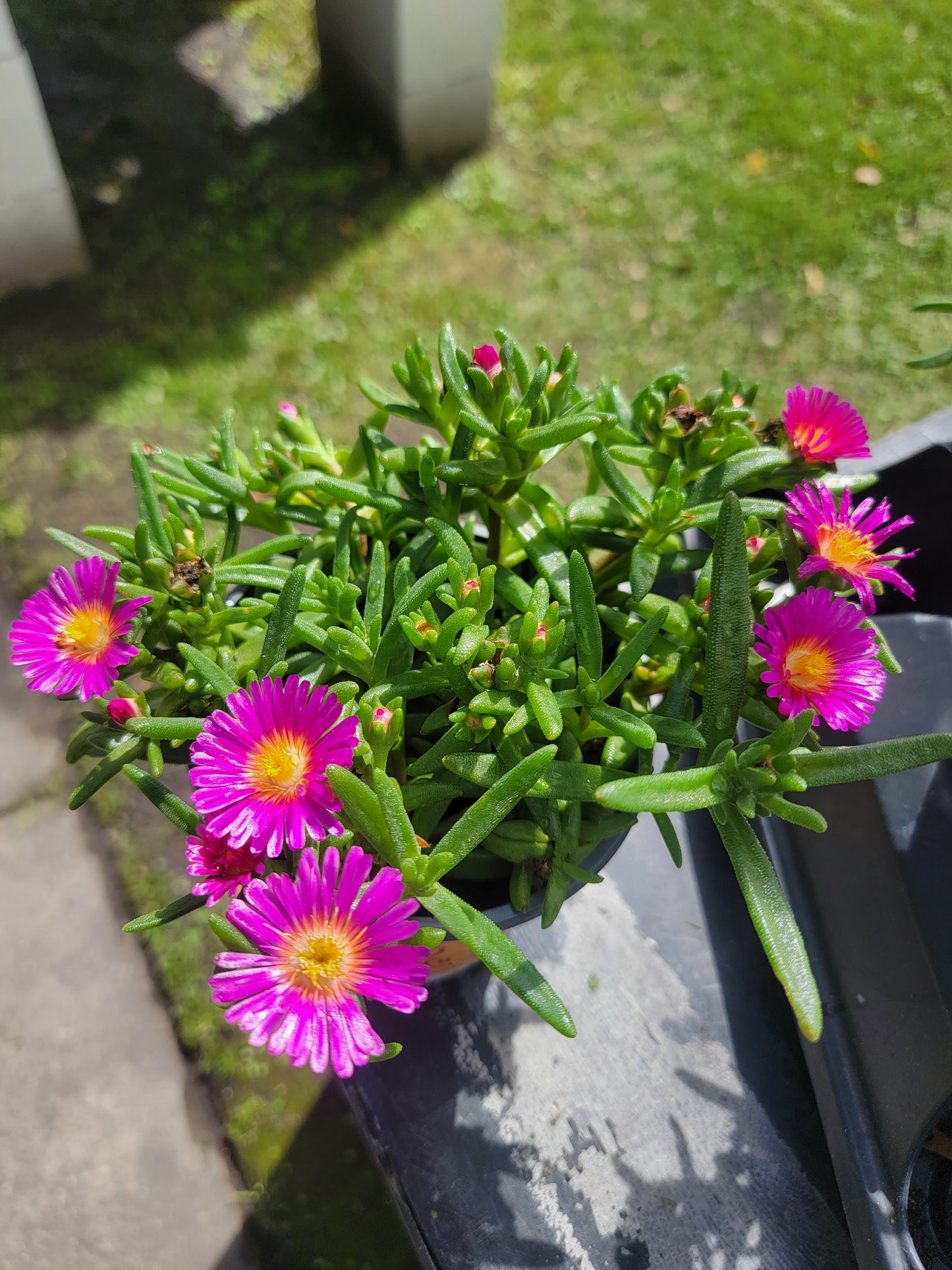 Delosperma Ice Plant 'Level Magenta'