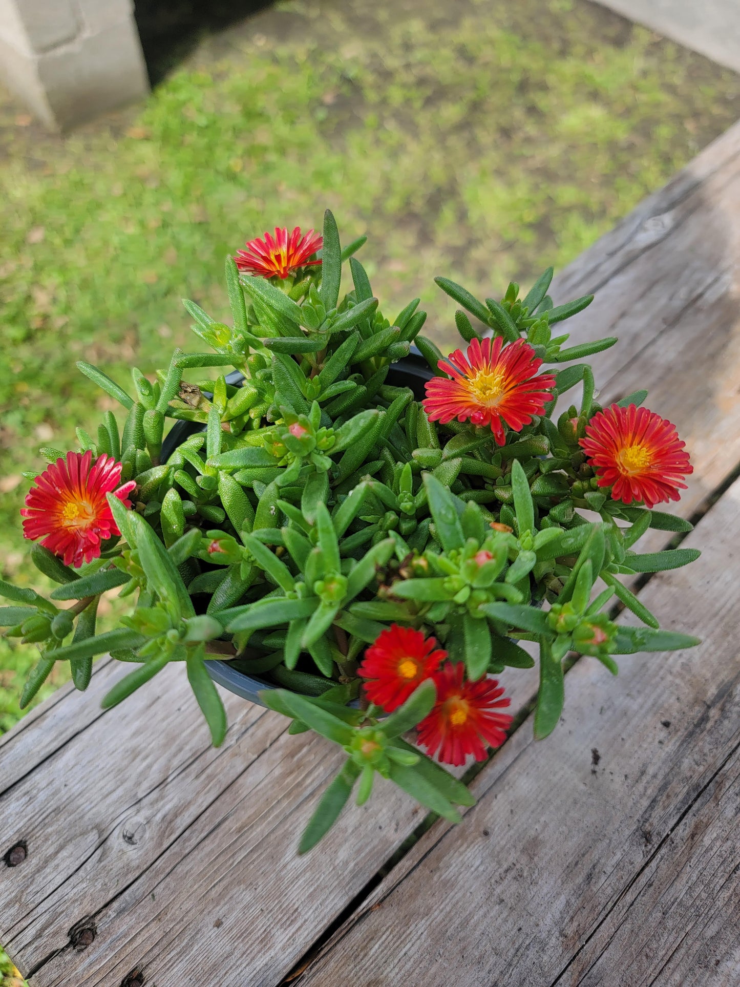 Delosperma Ice Plant ‘Level Red’