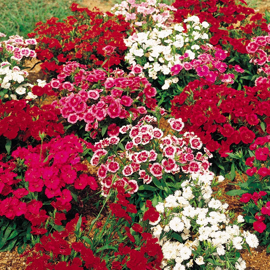 Dianthus Telstar Mix