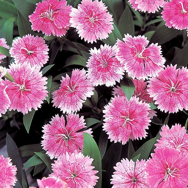 Dianthus Telstar Pink