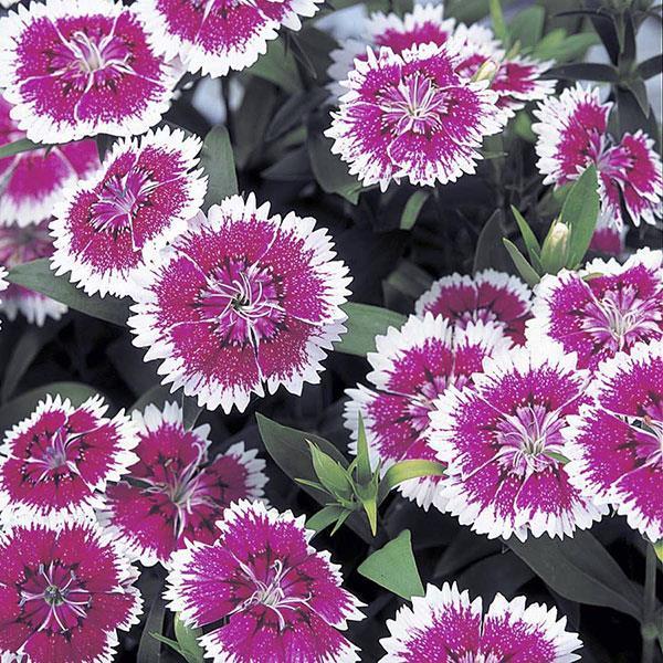 Dianthus Telstar Purple
