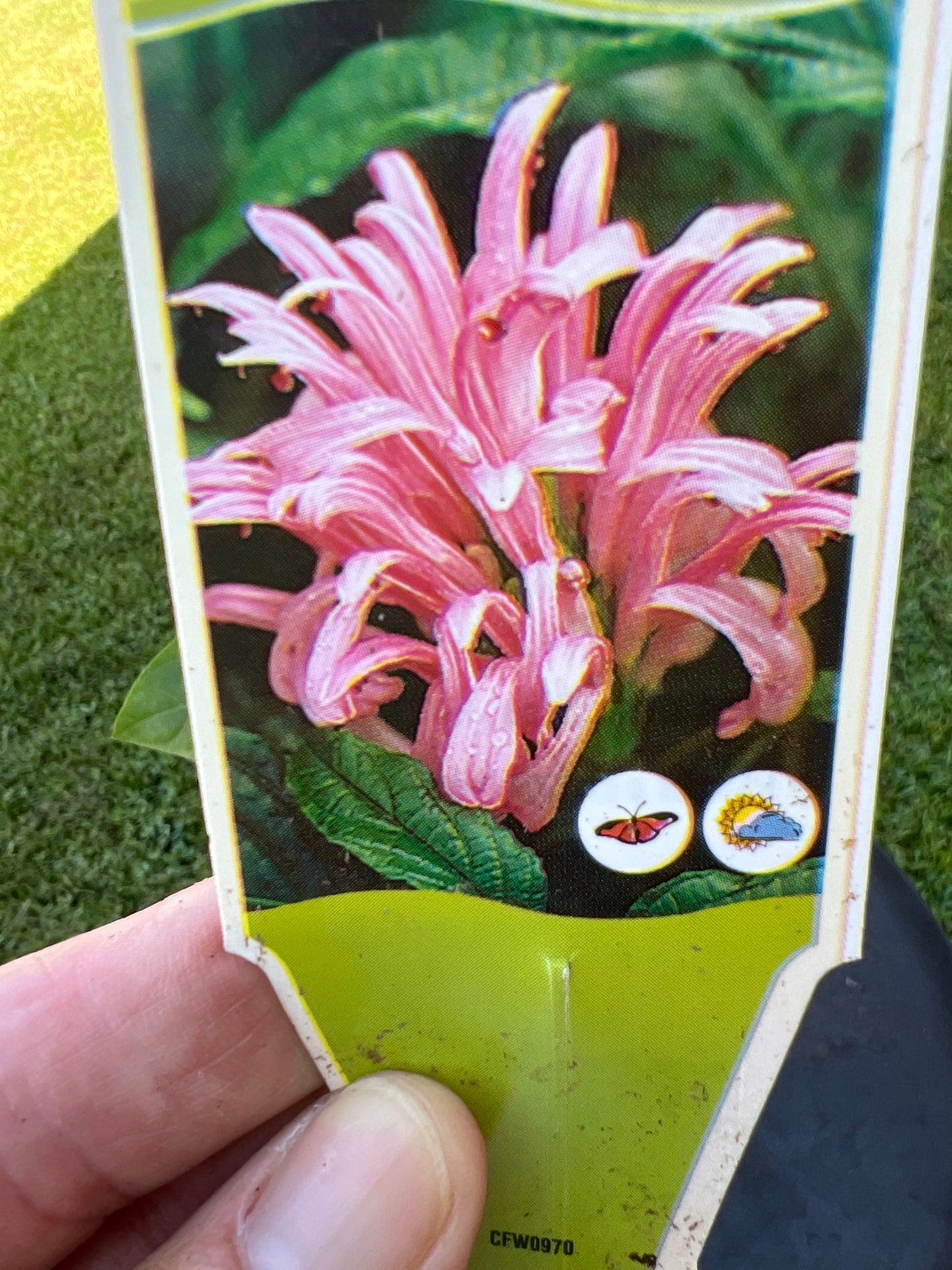 Jacobinia Plume Flower Justicia carnea