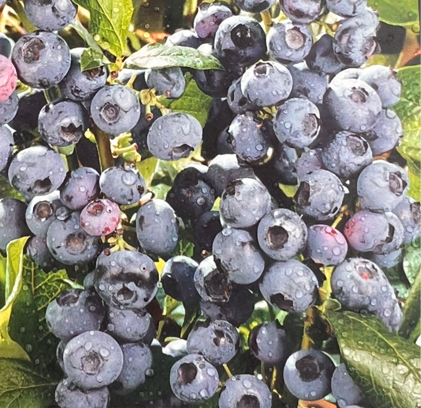 Blueberry 'Premier'