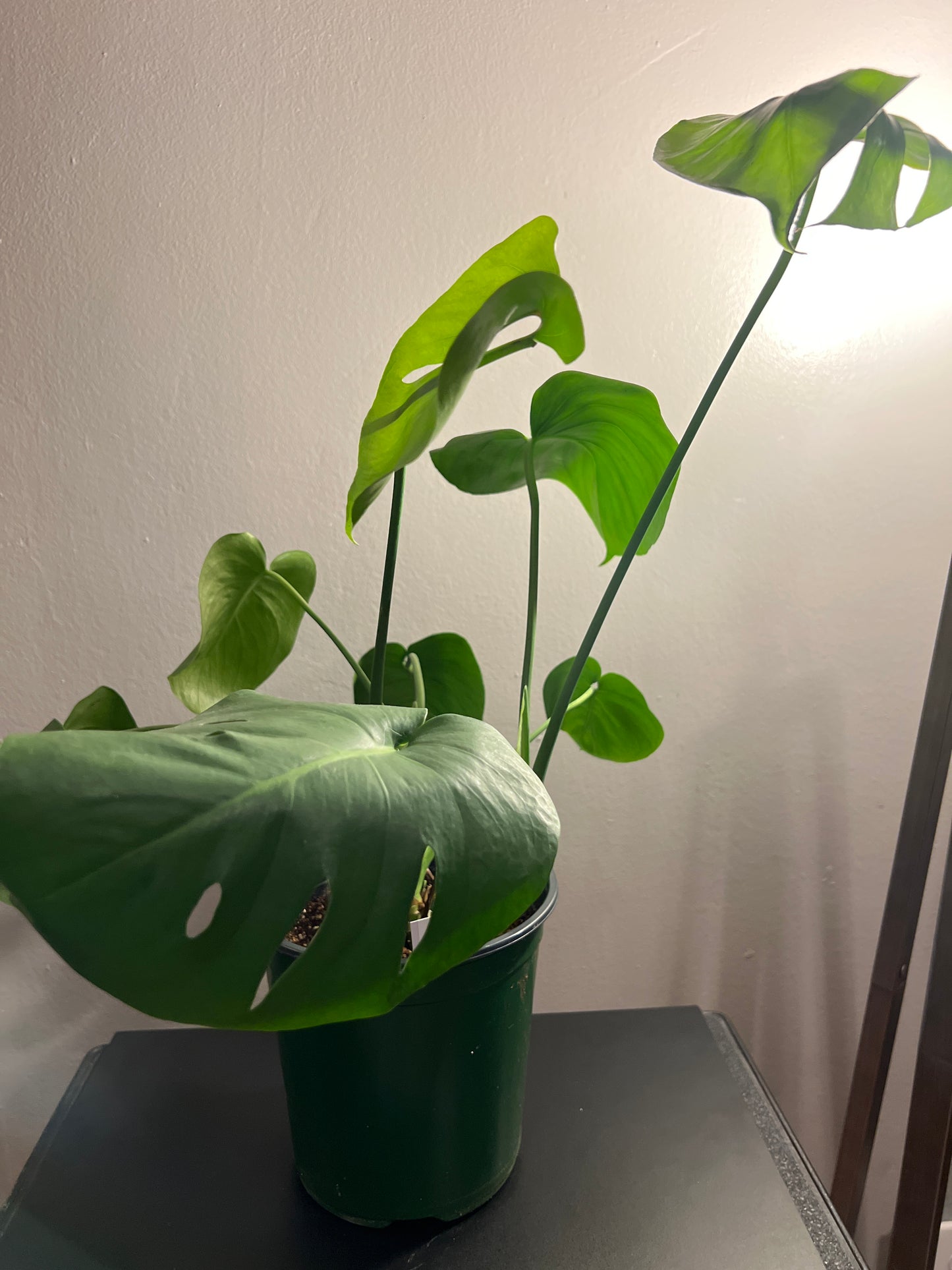 Monstera Swiss Cheese