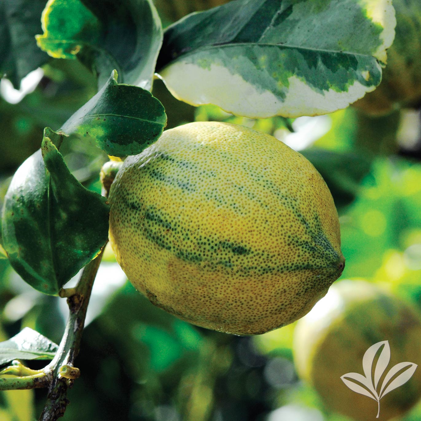 Lemon, Eureka Variegated Pink