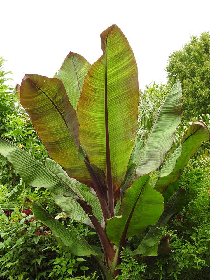 Ensete Maurelii