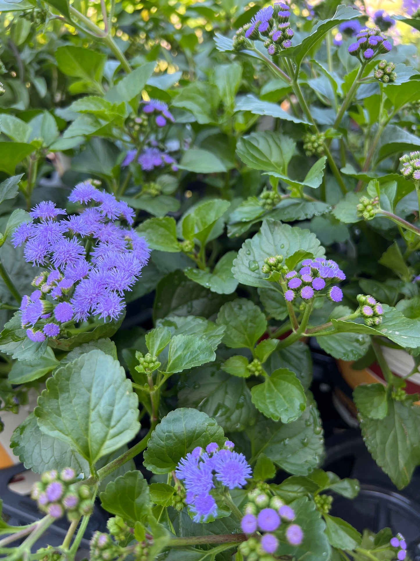 Ageratum Monarch Magic