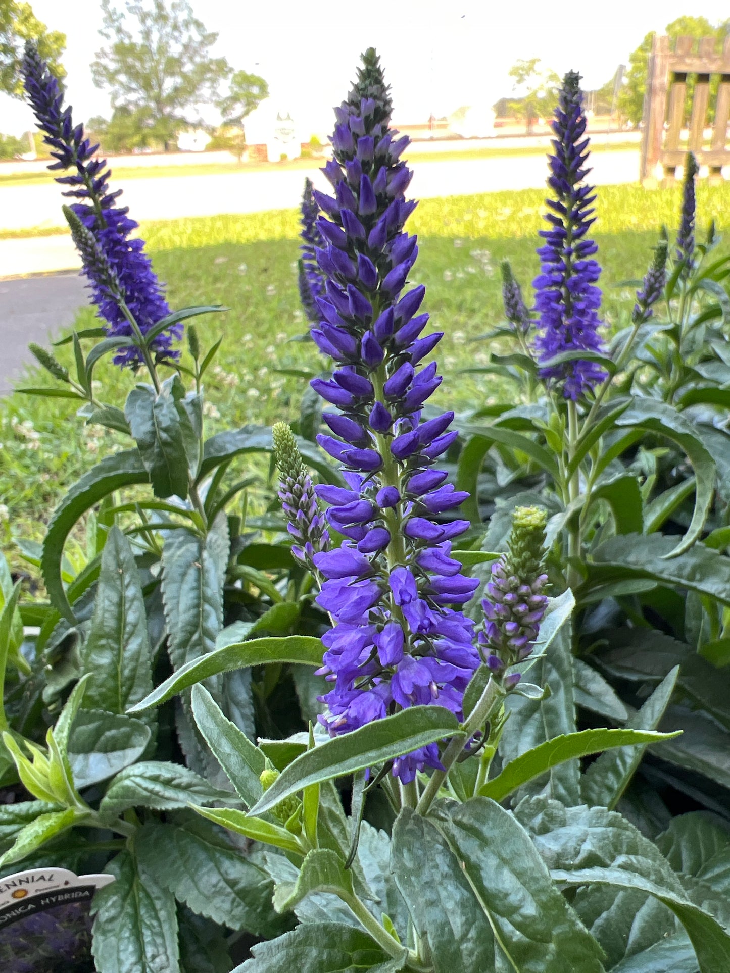 Veronica Moody Blues Dark Blue Spike Speedwell