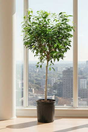 Potted tree with green leaves on a white background
