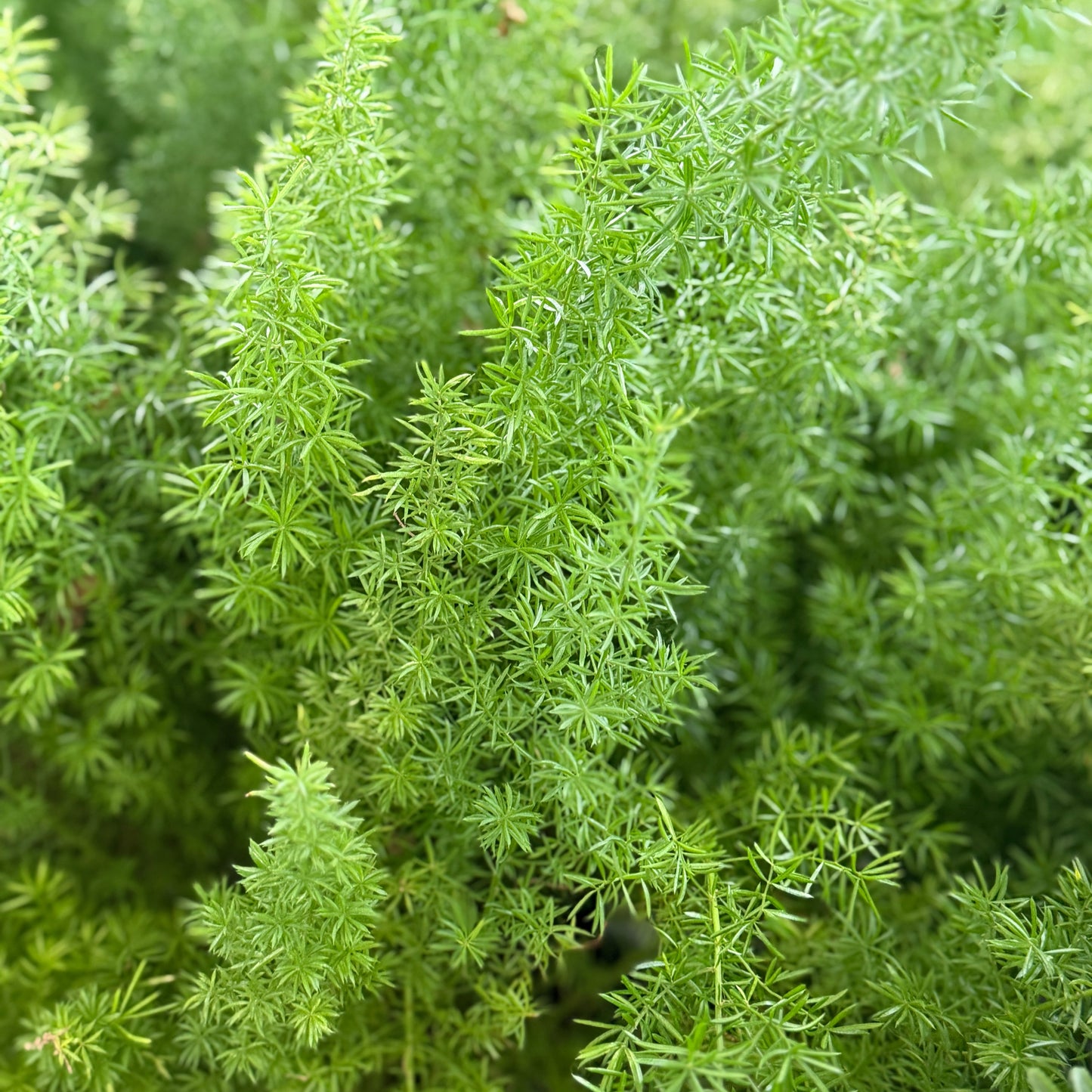Asparagus densiflorus Myersii Foxtail Fern