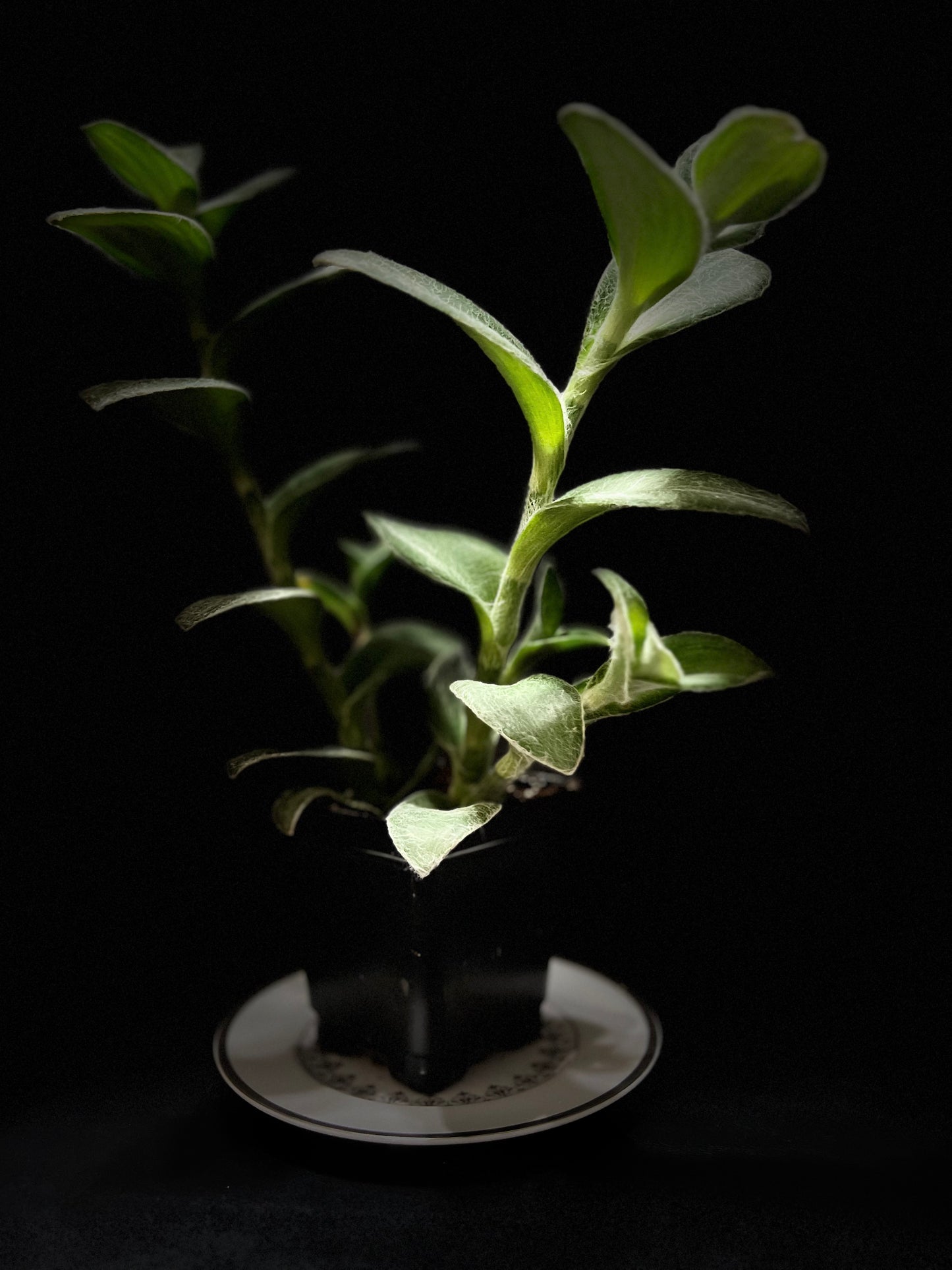 Tradescantia sillamontana