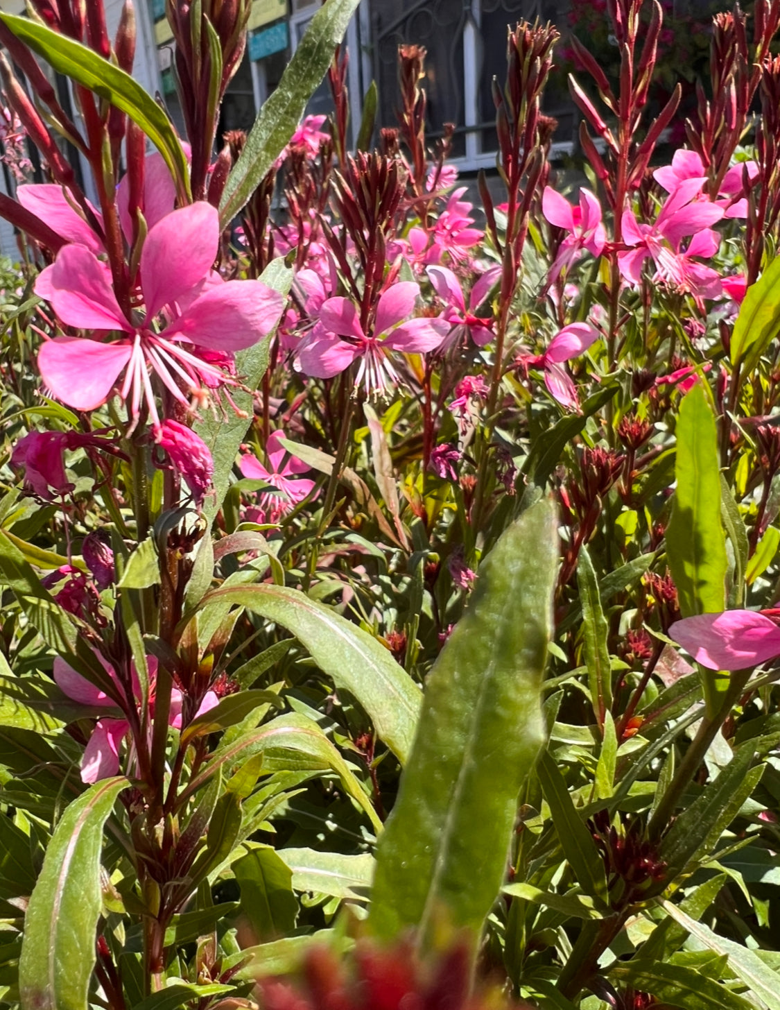 Gaura Steffi™ Dark Rose