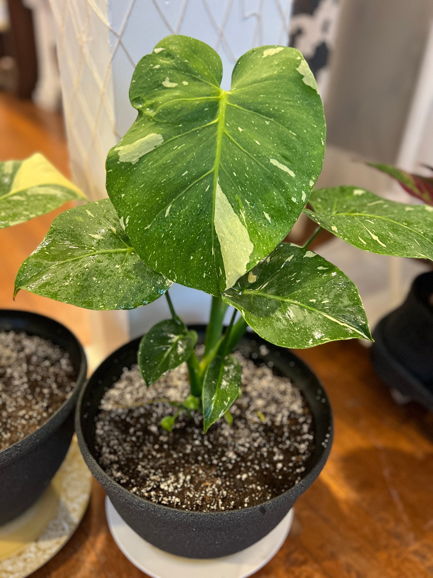 Monstera Thai Constellation