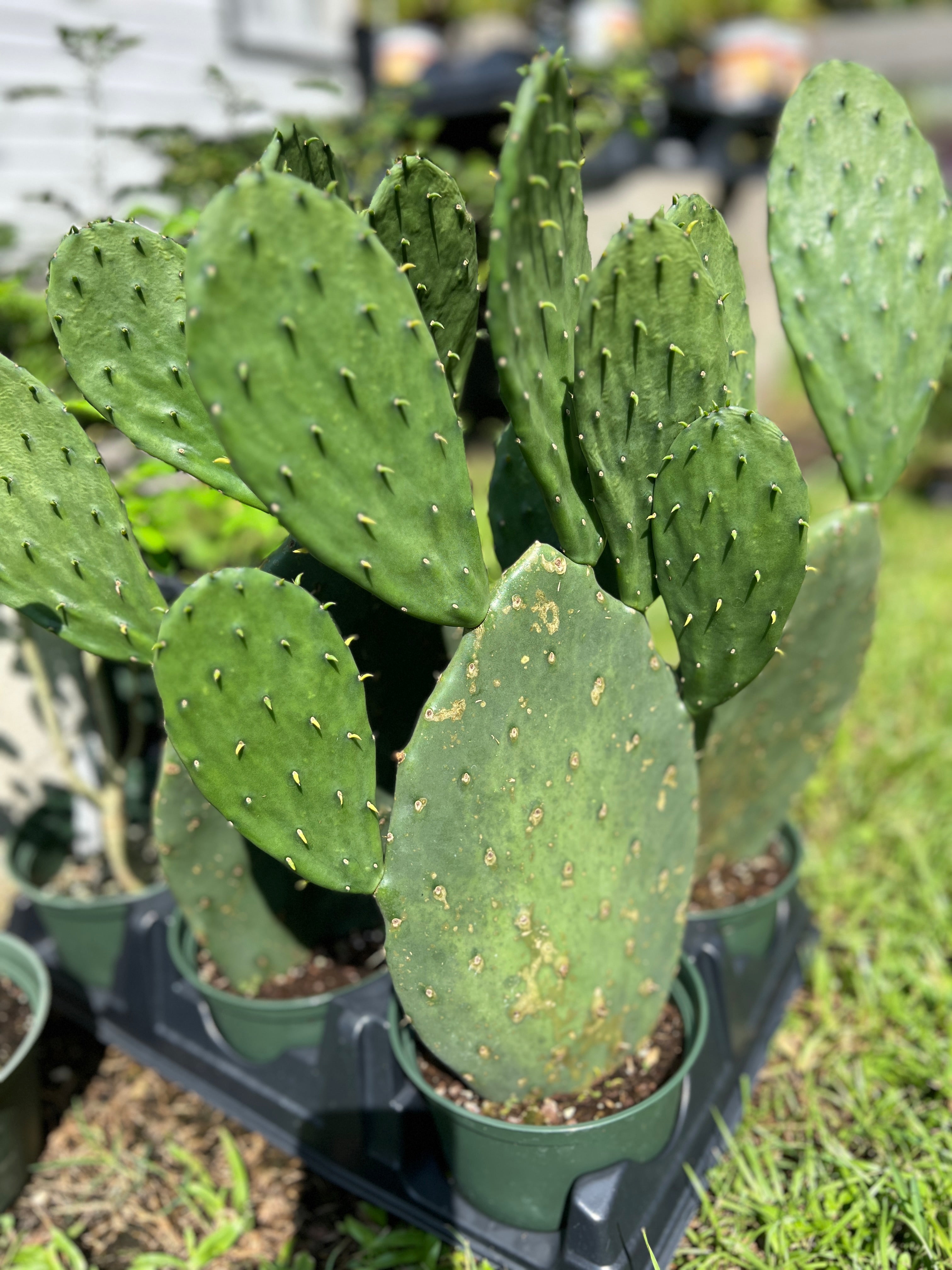 prickly pear cactus without thorns Nopales (Opuntia spp. – Prickly Pear Cactus) – The Boho Being, LLC