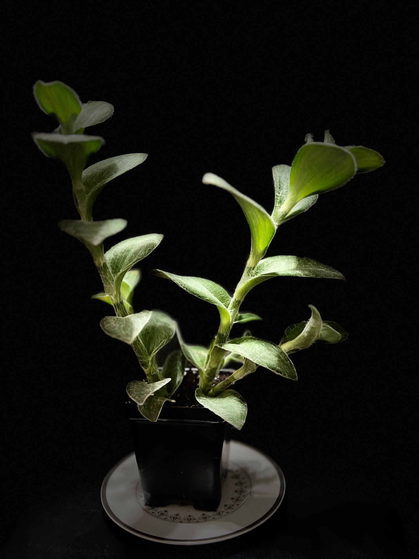 Tradescantia sillamontana