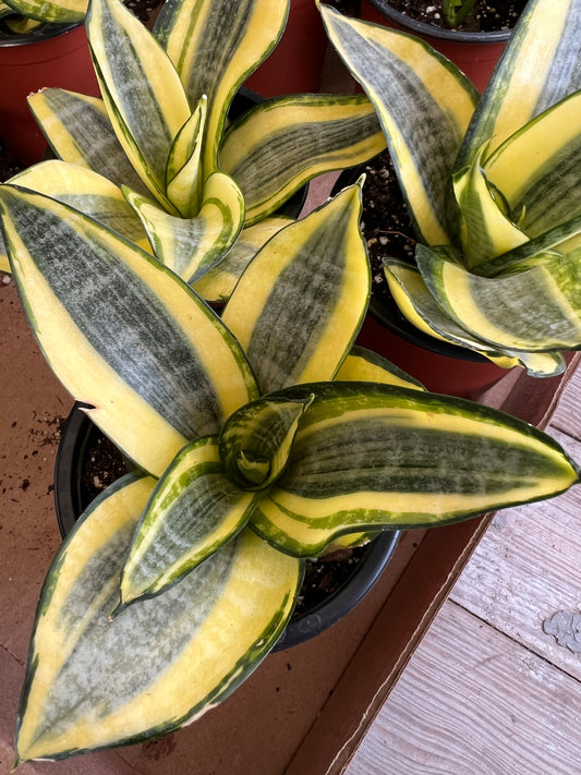 Sanseveria "Golden Hahnii"
