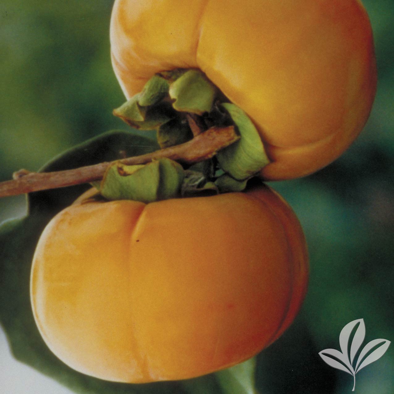 Persimmon, Fuyu