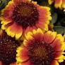 Gaillardia Barbican Yellow Red