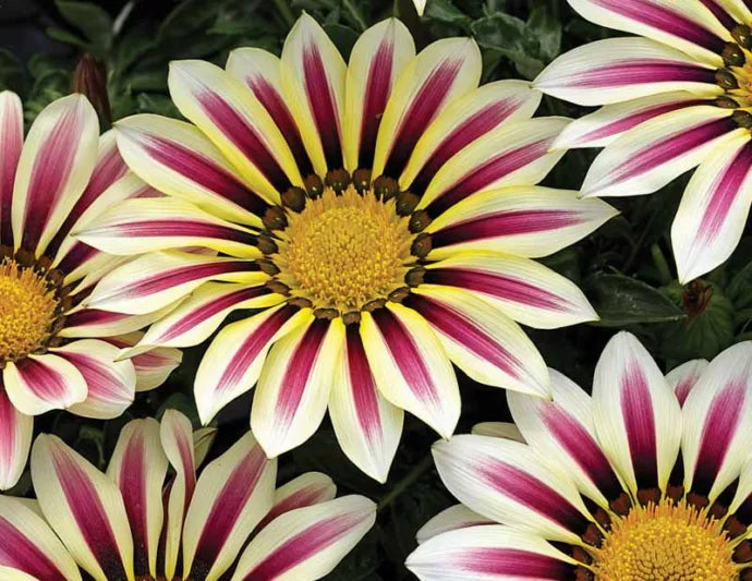 Gazania ' Big Kiss White Flame'