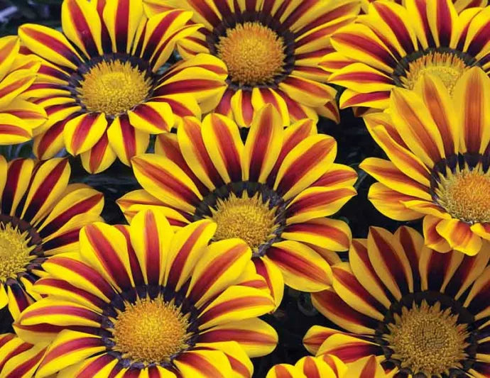 Gazania ' Big Kiss Yellow Flame'