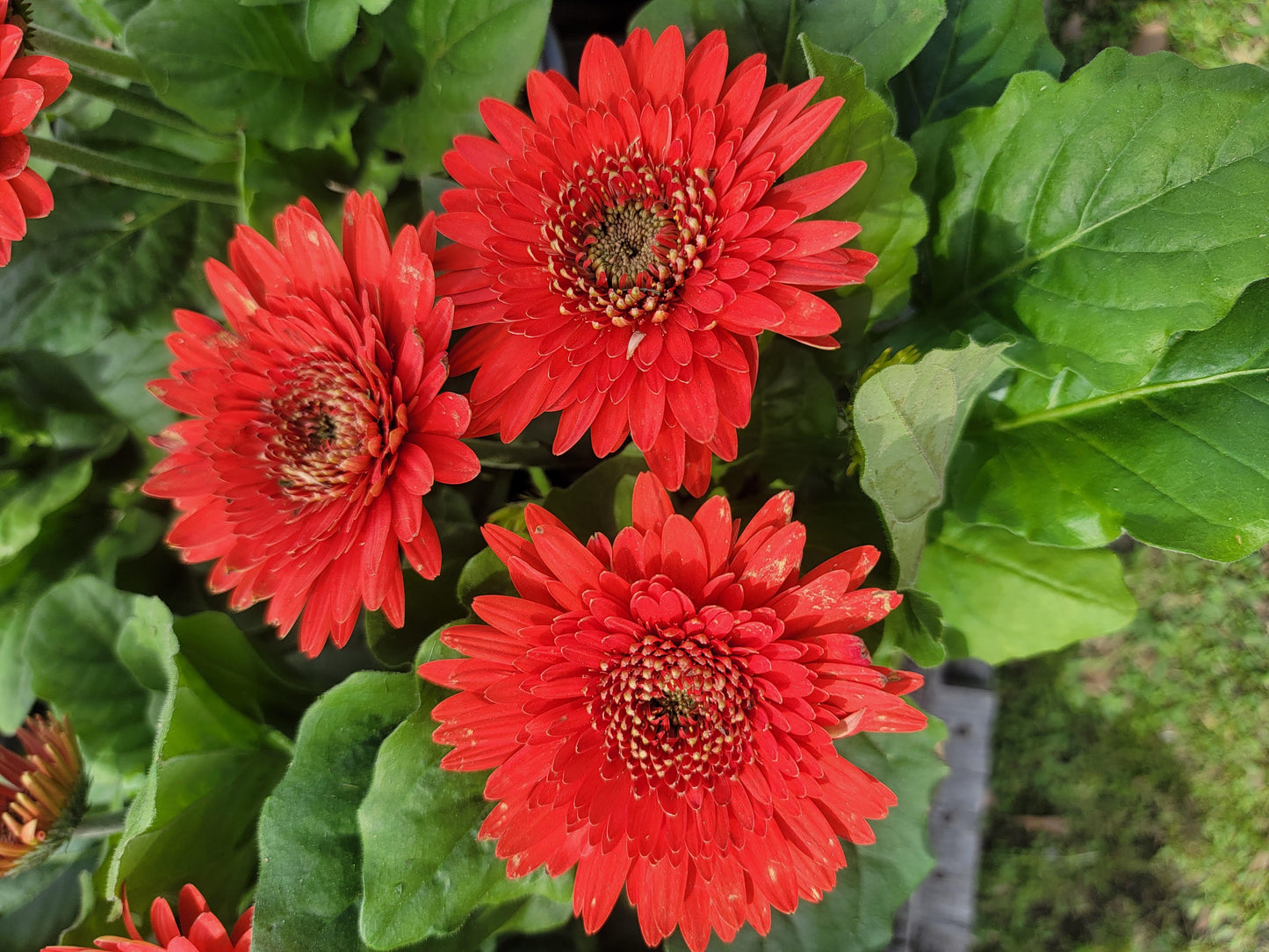 Gerbera Daisy Joybera Double Scarlet