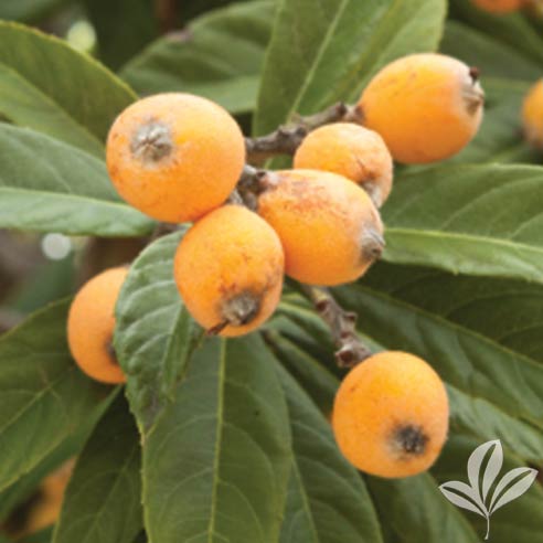 Loquat, Gold Nugget