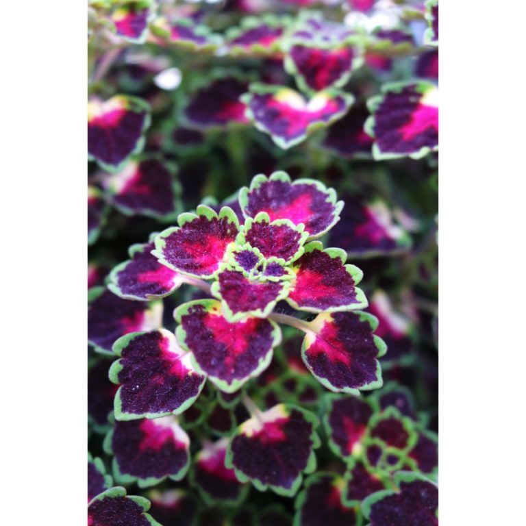 Coleus Trailing "Great Falls Iguazu"
