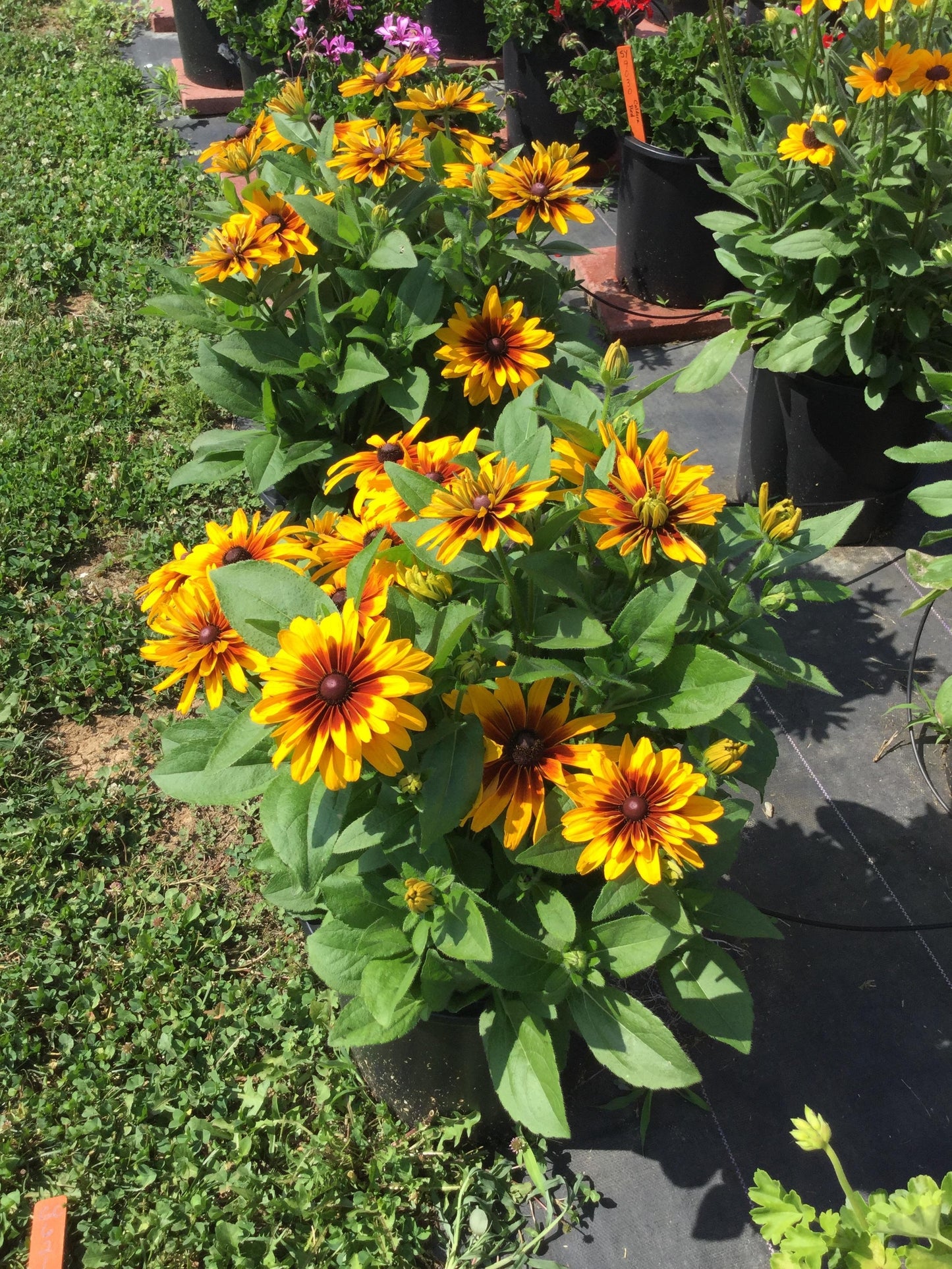 RUDBECKIA MINIBECKIA FLAME