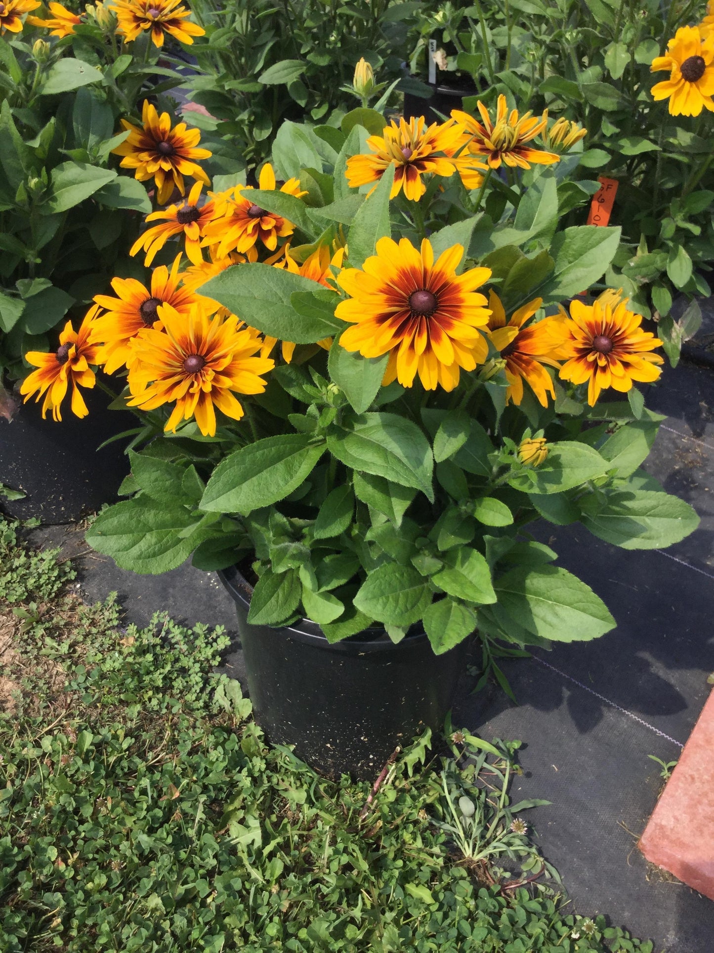 RUDBECKIA MINIBECKIA FLAME