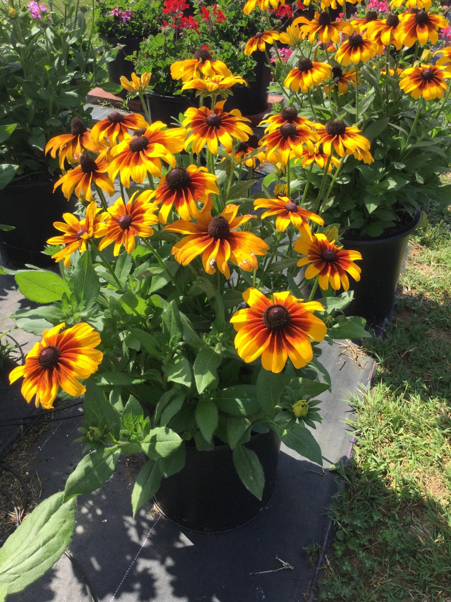 RUDBECKIA RISING SUN CHESTNUT GOLD