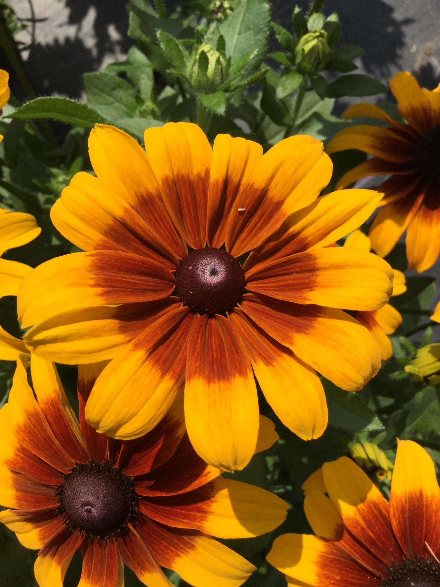 RUDBECKIA RISING SUN CHESTNUT GOLD