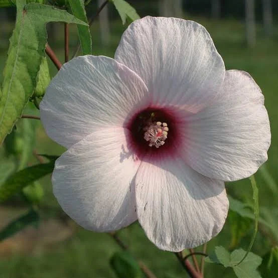 Halberd Leaved Rose Mallow Hibiscus