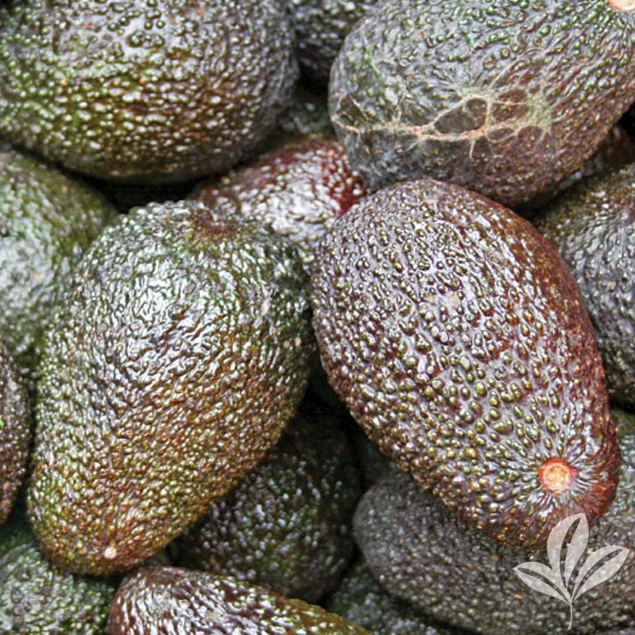 Avocado, Joey