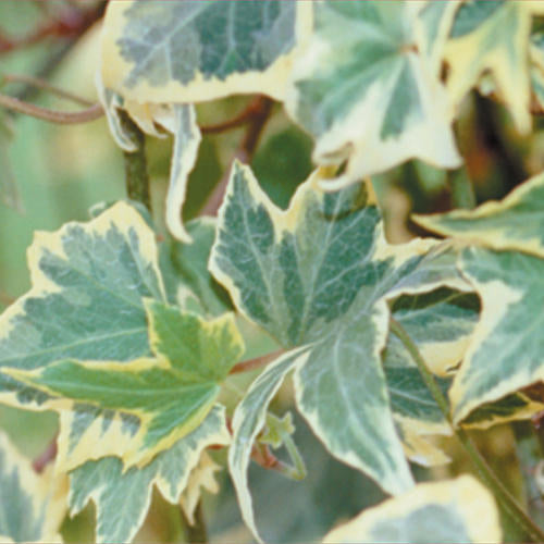 Hedera Helix English Ivy 'Yellow Ripple'