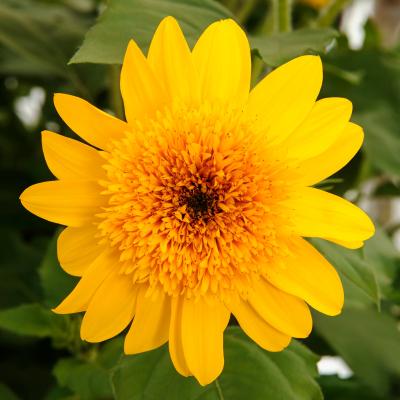 Helianthus annuus 'Sunfinity Double Yellow'