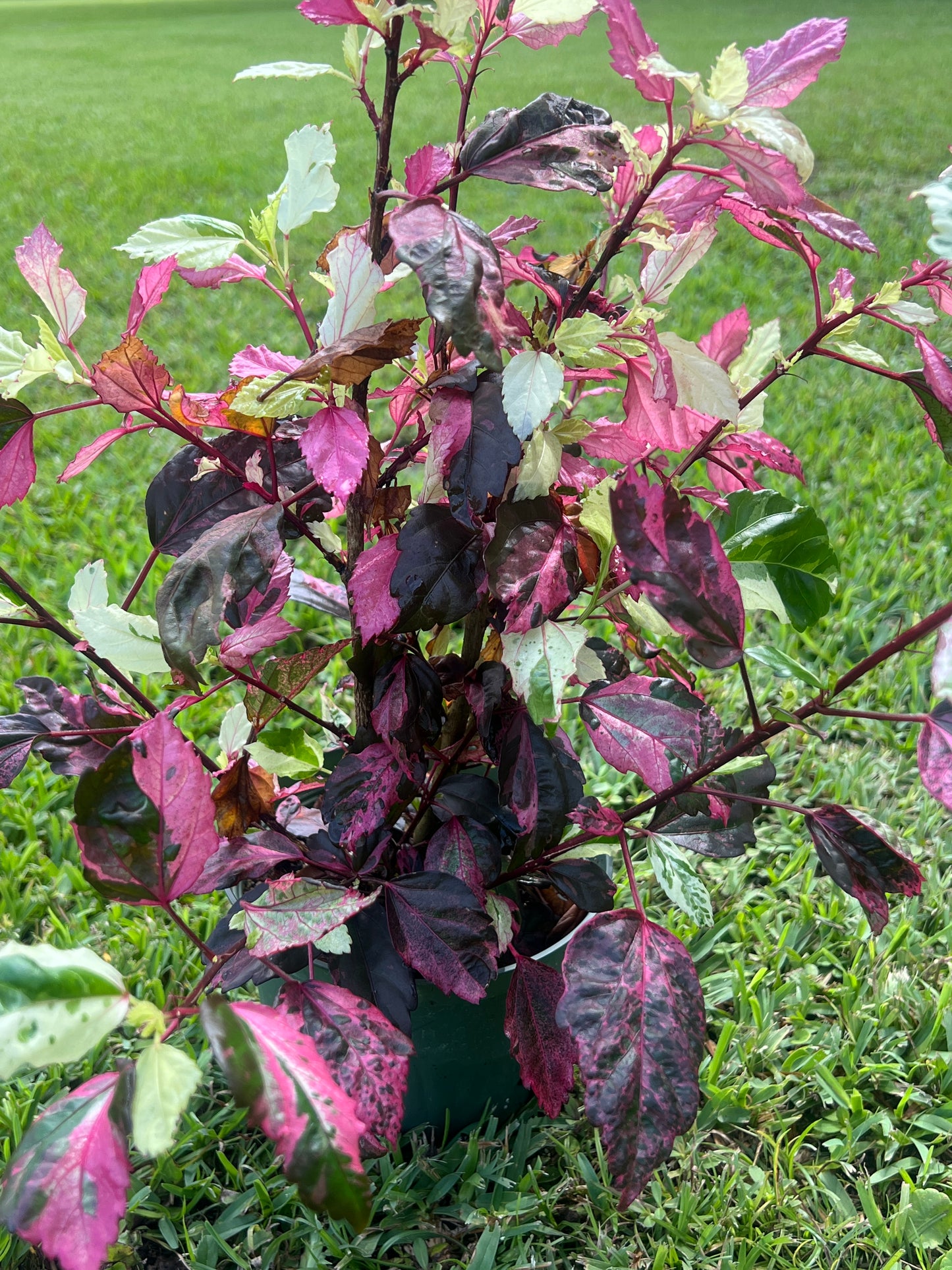 Hibiscus 'Fire and Ice' Plant For Sale