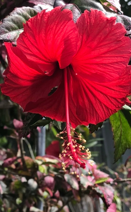 Hibiscus 'Fire and Ice' Plant For Sale Flower