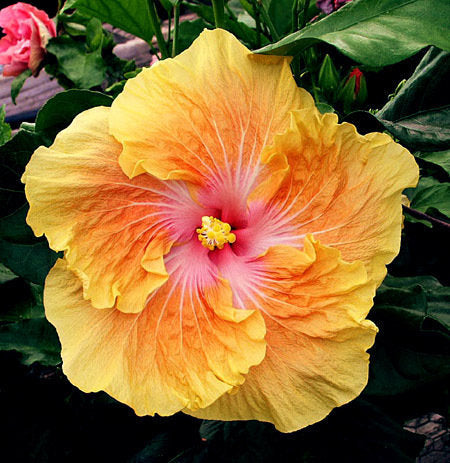 Hibiscus, Tropical Pina Colada