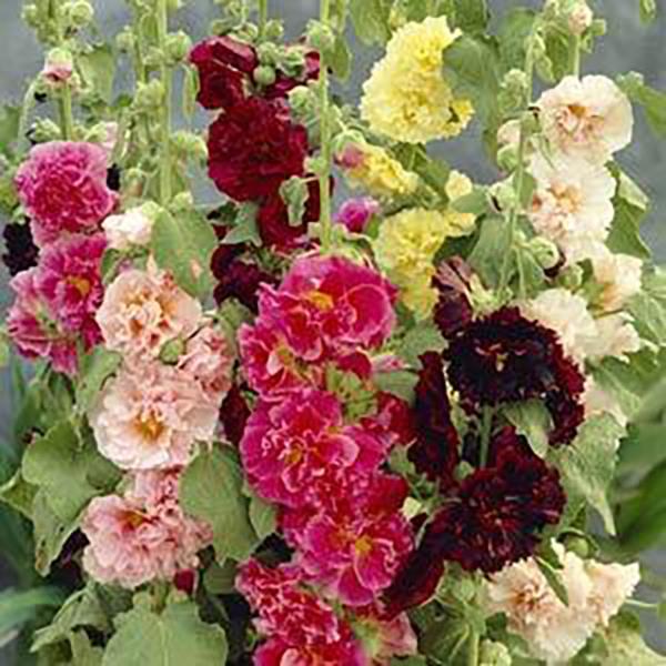 Hollyhock Alcea Chaters Double Mix
