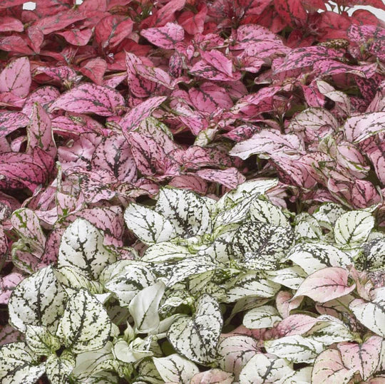 Hypoestes Confetti Mix