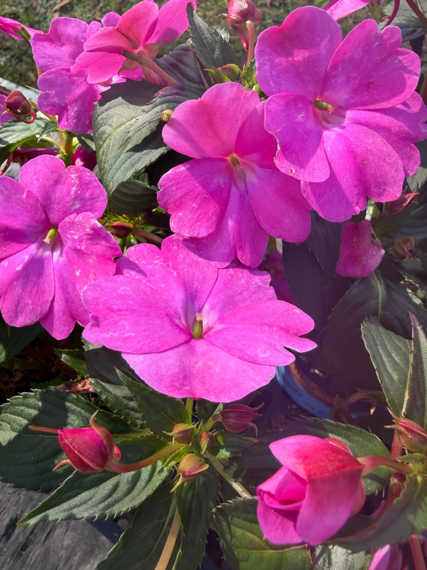 Sunpatiens "Compact Hot Pink"